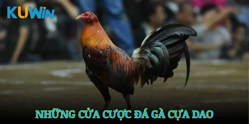 Những cửa cược đá gà cựa dao người mới cần nắm rõ