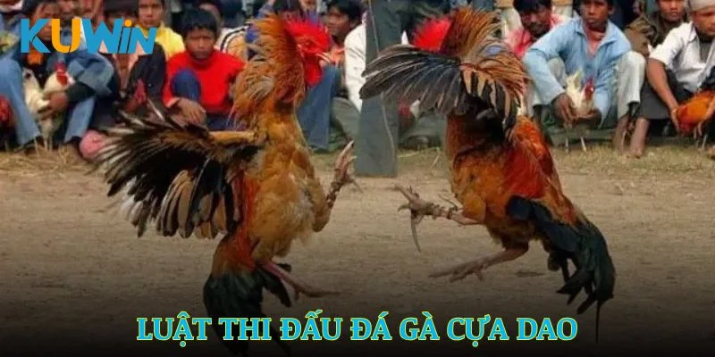 Luật thi đấu đá gà cựa dao bạn cần biết năm 2025