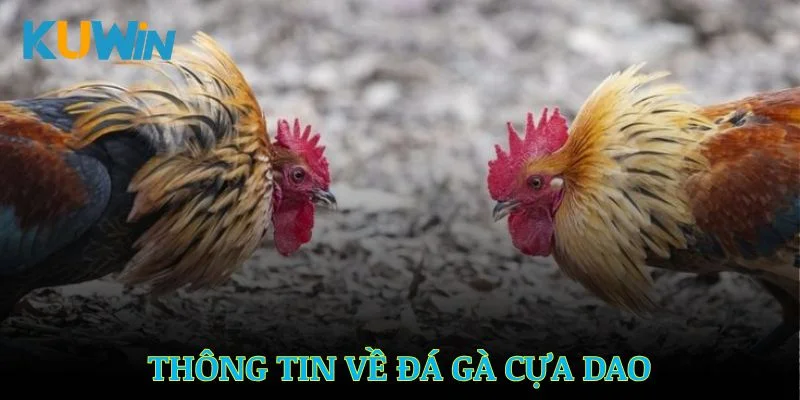 Các thông tin đáng chú ý về loại hình đá gà cựa dao