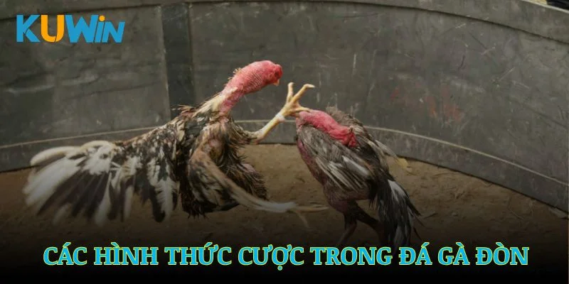 Các hình thức cược cơ bản có trong đá gà đòn