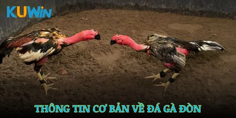Thông tin cơ bản cần biết khi tham gia đá gà đòn