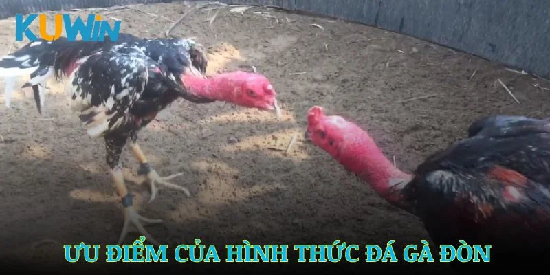 Khám phá các ưu điểm nổi bật của hình thức đá gà đòn