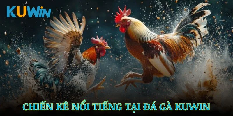 Khám phá những chiến kê nổi tiếng có mặt tại đá gà Kuwin