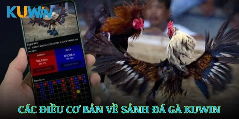 Các điều cơ bản cần nắm rõ về sảnh đá gà Kuwin