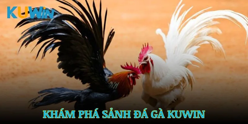 Khám phá sảnh đá gà Kuwin cùng hàng loạt điểm mạnh đặc biệt