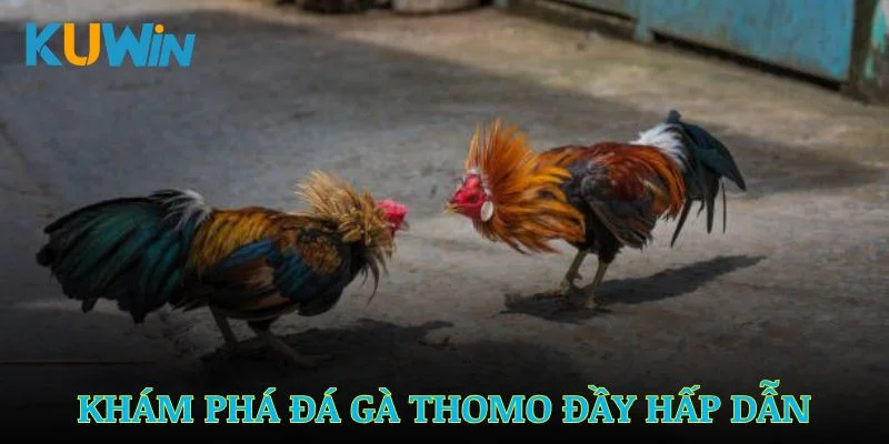 Hình thức đá gà Thomo hấp dẫn và những điều bạn chưa biết