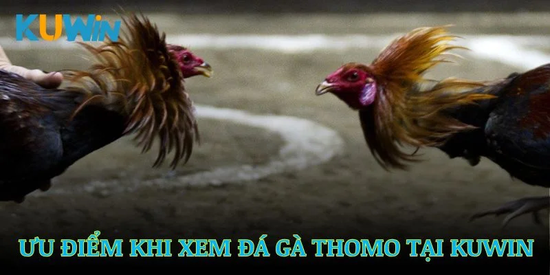 Những ưu điểm khi xem đá gà Thomo tại Kuwin